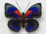 画像: ヴァイオラミイロ  form lemoulti ♂ 