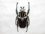 画像: ゴライアスハナムリ form bipunctatus　97mm♂ 