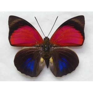 画像: クラウデナミイロ  form maxentia ♀  　　            