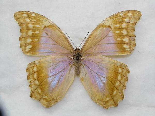 画像1: ゴダートモルフォ珍亜種 assarpai 薄紫色の淡い型♀