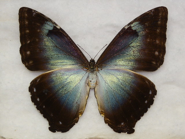 画像1: パノデムスモルフォ 青色型♀　　      