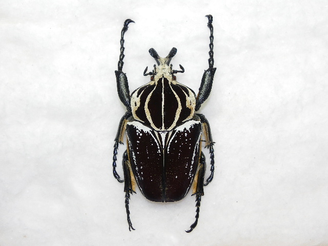 画像1: ゴライアスハナムリ form bipunctatus　97mm♂ 