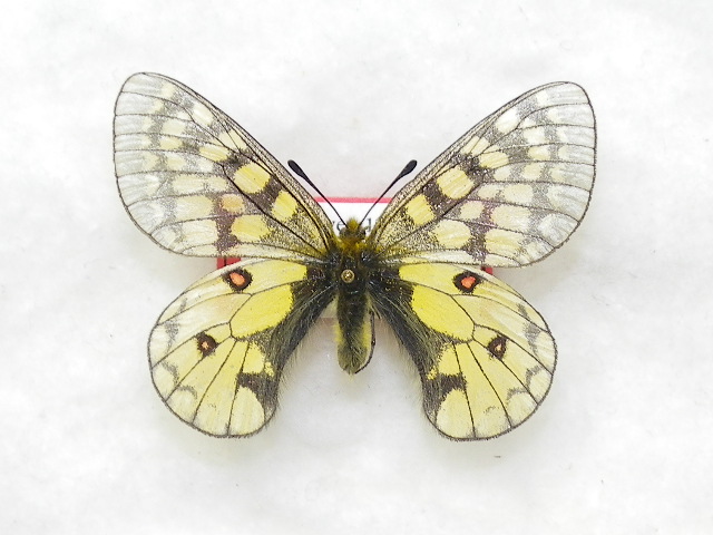 ウスバキチョウペア【蝶標本】国内外のウスバキチョウ